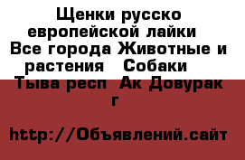 Щенки русско европейской лайки - Все города Животные и растения » Собаки   . Тыва респ.,Ак-Довурак г.